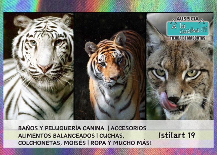 Curiosidades de felinos salvajes