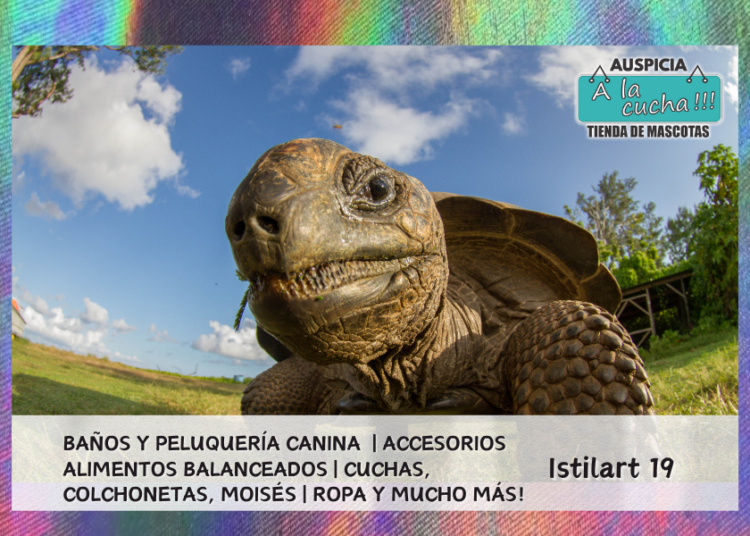 ¿La tortuga es un reptil?