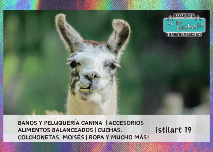 ¿Por qué las llamas escupen?
