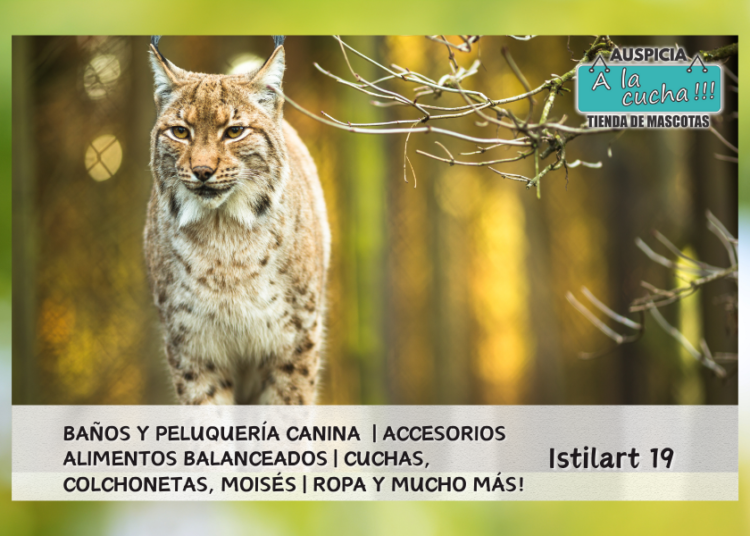 Tipos de linces: Características y dónde viven