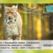 Tipos de linces: Características y dónde viven