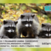 ¿Los mapaches son agresivos?
