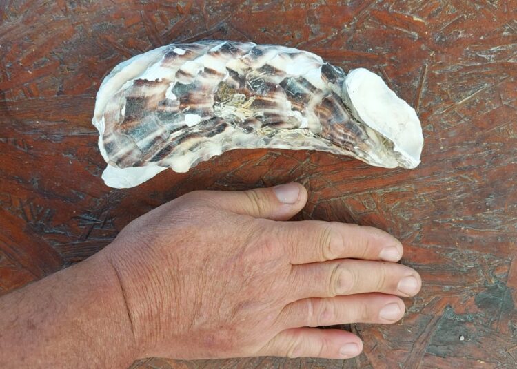 Aparecieron ostras gigantes en Claromecó: son asiáticas pero surgieron en San Blas