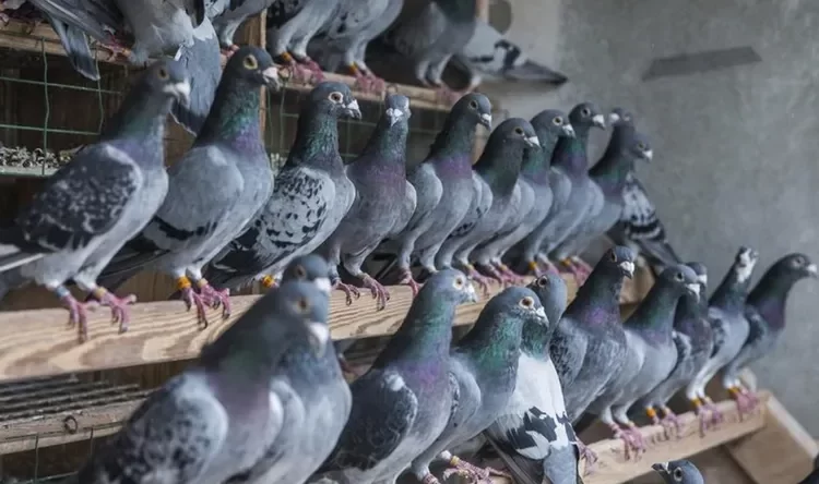Palomas de exportación