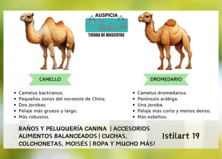 Diferencia entre camello y dromedario