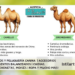 Diferencia entre camello y dromedario