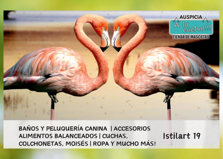 Curiosidades de los flamencos