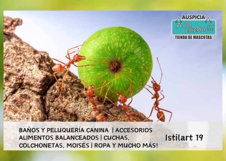 Curiosidades de las hormigas
