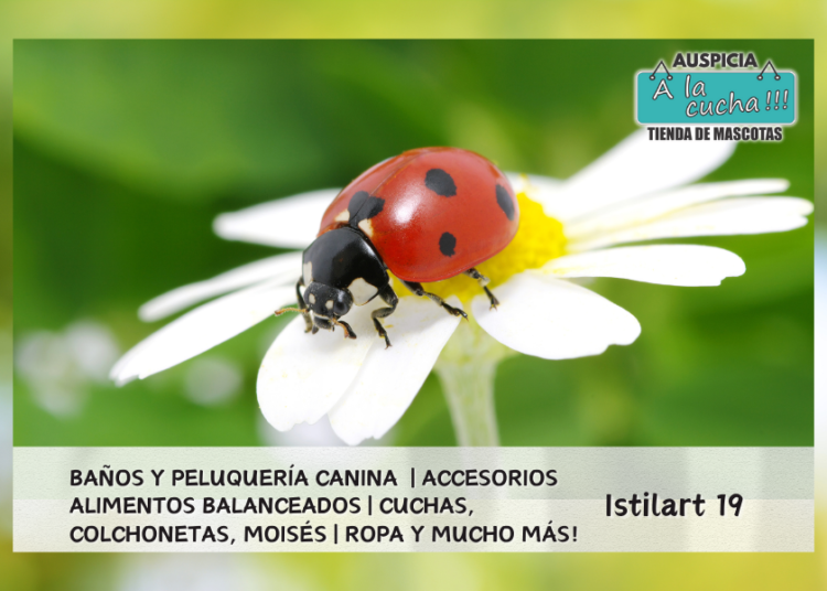 ¿Las mariquitas son venenosas?