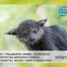 Binturong o manturón: qué es, olor, hábitat y curiosidades