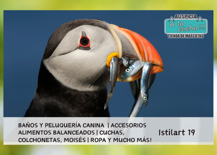 Frailecillo atlántico: características, hábitat y alimentación