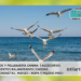 Las Gaviotas