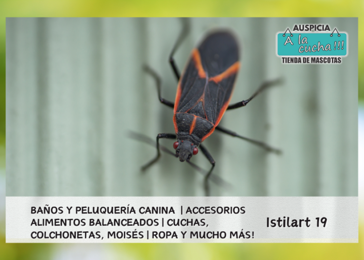 Curiosidades de los tiburones