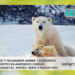 Oso polar u oso blanco