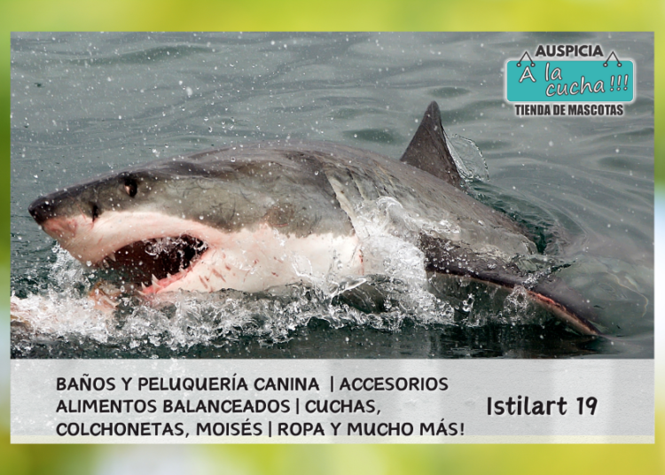 Curiosidades de los tiburones