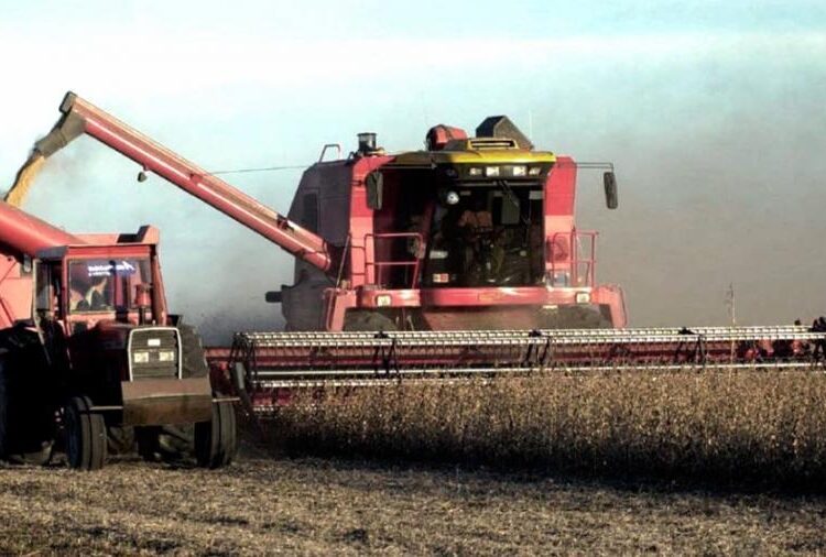 Por las fuertes lluvias en la Provincia, caen las hectáreas sembradas con trigo