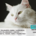 Gato de Angora