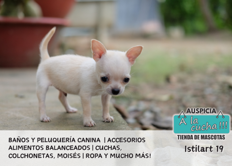 Gato de Angora