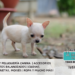 Gato de Angora