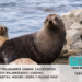 La Foca