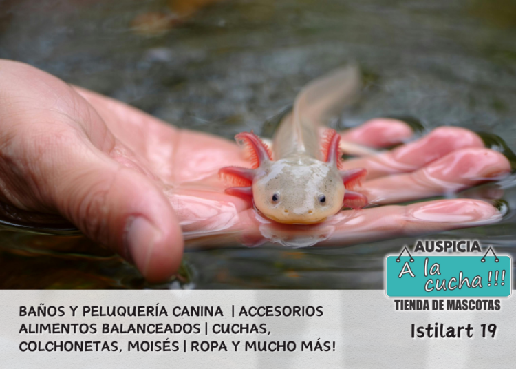 El Ajolote
