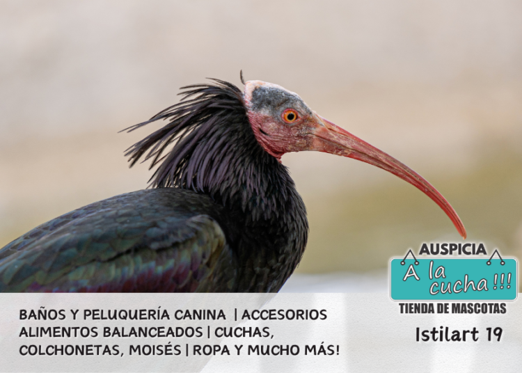 La Ibis eremita