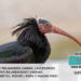 La Ibis eremita