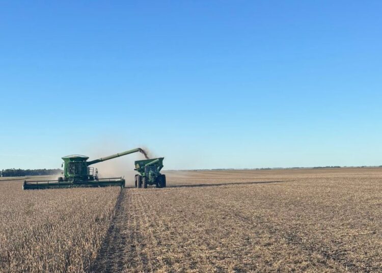 Según el informe de la Bolsa de Cereales, la cosecha de soja está técnicamente terminada