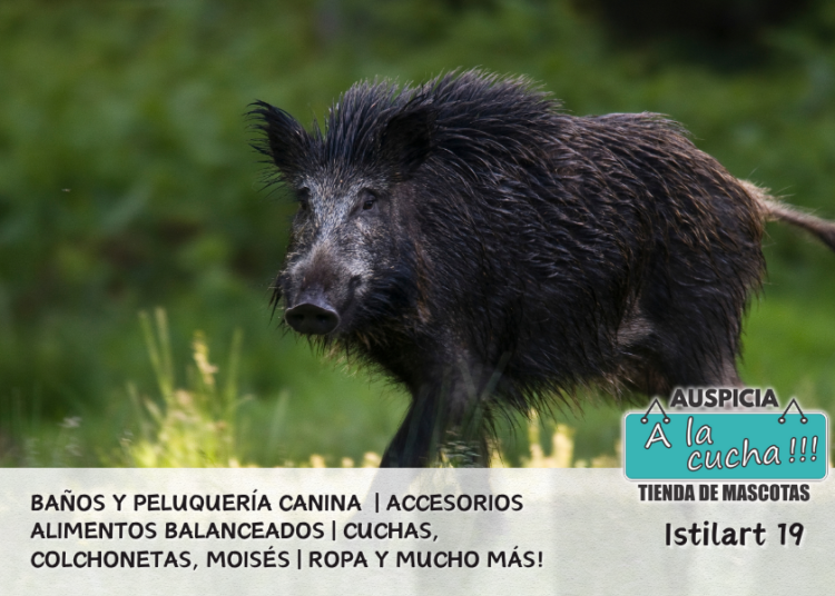 El Jabalí europeo
