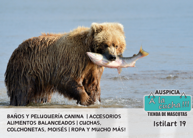 El oso pardo