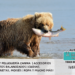 El oso pardo