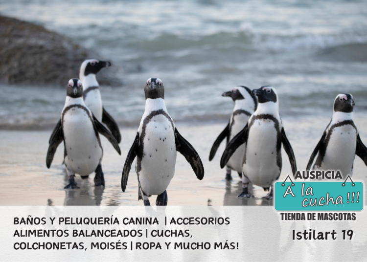 Pingüinos que habitan en Argentina