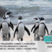 Pingüinos que habitan en Argentina
