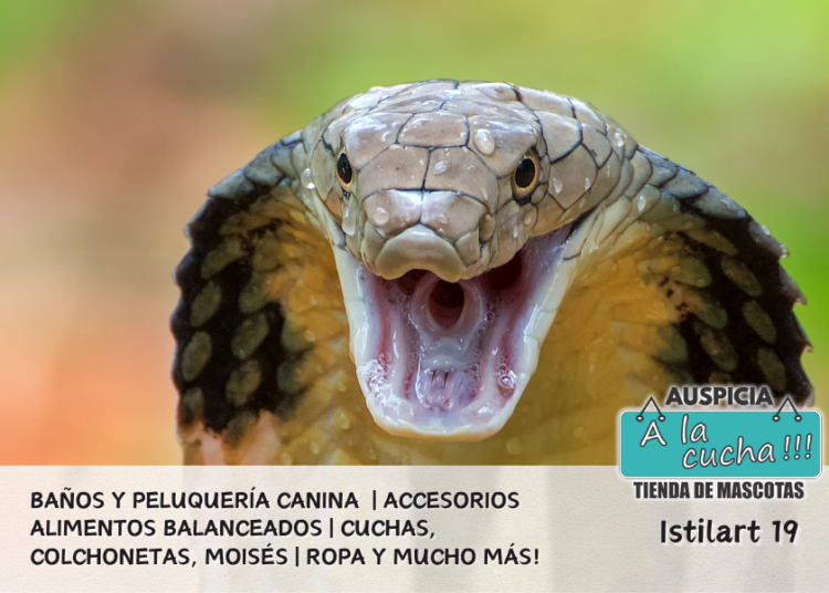 La Cobra real