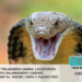 La Cobra real