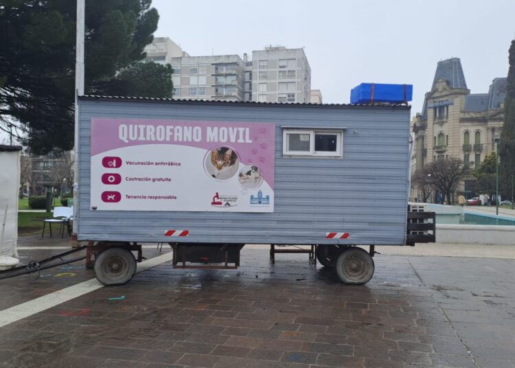 Castración masiva y gratuita: avanza la campaña para controlar la población animal