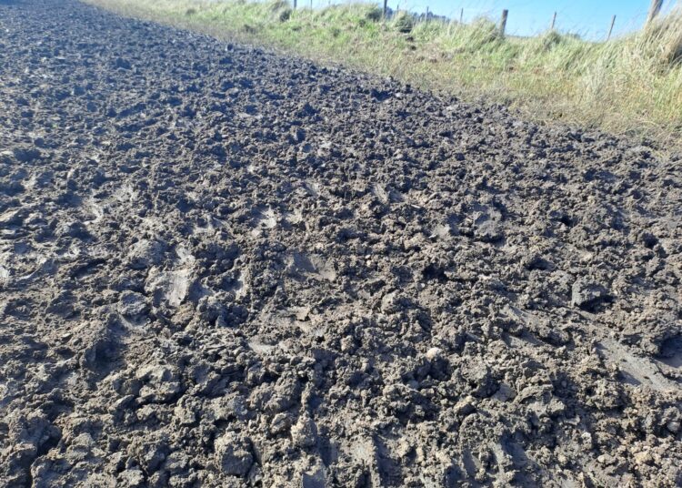 Sancionaron a un productor chavense por trasladar ganado y afectar un camino rural