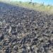 Sancionaron a un productor chavense por trasladar ganado y afectar un camino rural