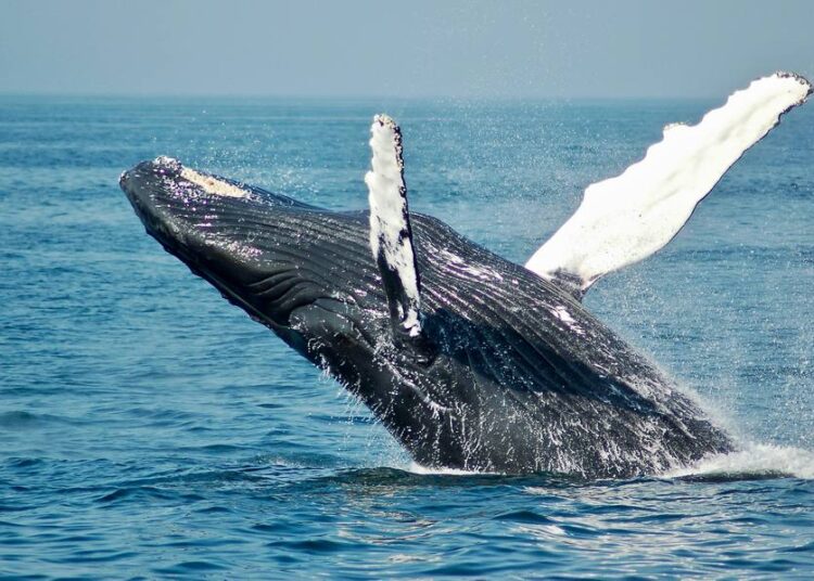 El 23 de julio se celebra a nivel mundial el Día dedicado a las Ballenas y los Delfines