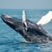 El 23 de julio se celebra a nivel mundial el Día dedicado a las Ballenas y los Delfines