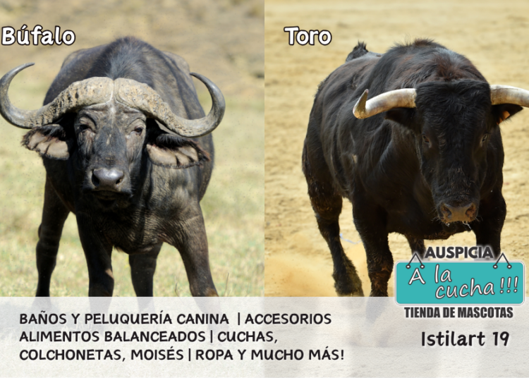 Clasificación de perros