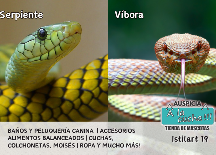 Diferencias entre serpientes y víboras