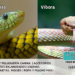 Diferencias entre serpientes y víboras