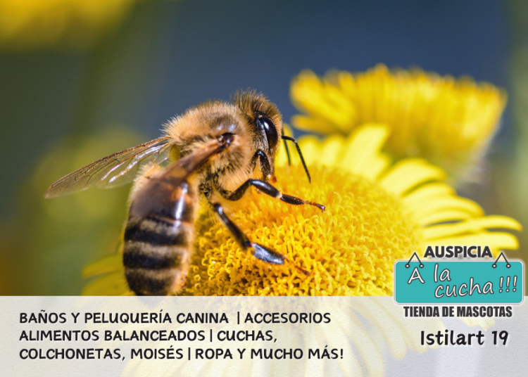 Las Abejas
