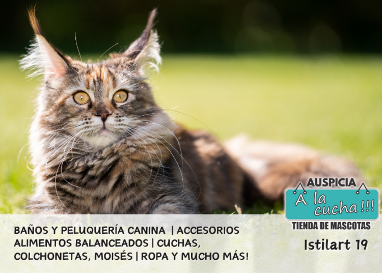 El Fascinante Mundo de los Gatos