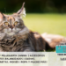 El Fascinante Mundo de los Gatos