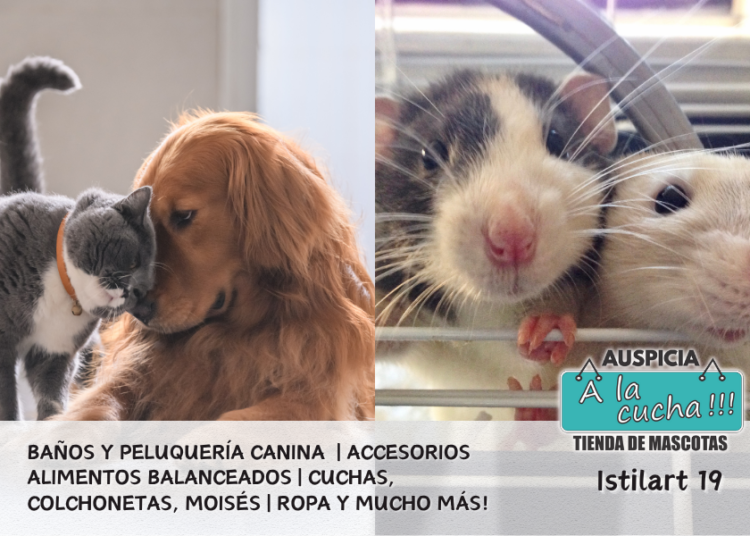 Los animales como mascotas
