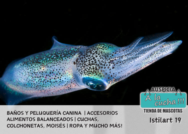 Los animales de las profundidades del mar