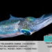 Los animales de las profundidades del mar