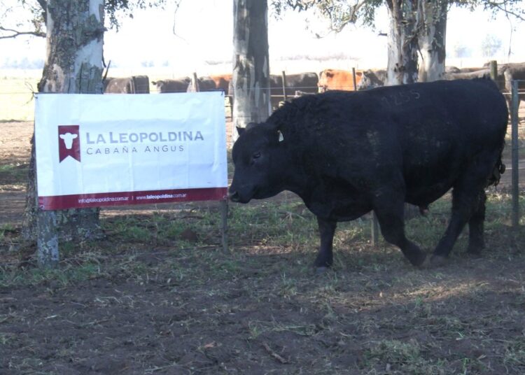 El 20 de agosto, Tres Arroyos será sede del tradicional remate de reproductores de La Leopoldina y San Patricio